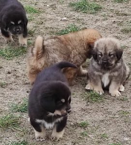 Tibetski mastif štenci Slika 5 Tibetski mastif štenci Slika 5