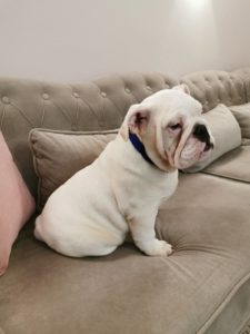 Engleski buldog štene Slika 4 Engleski buldog štene Slika 4