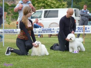 Muzjak kovrdjavi bison-spreman za parenje Slika 2 Muzjak kovrdjavi bison-spreman za parenje Slika 2
