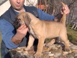Presa Canario, vrhunsko leglo Slika 3
