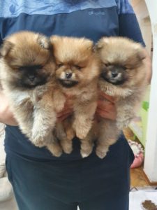 Teddy bear pomeranci Slika 3 Teddy bear pomeranci Slika 3