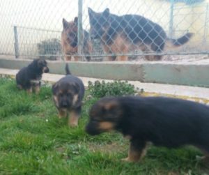 Nemački ovčar štenci Slika 5 Nemački ovčar štenci Slika 5