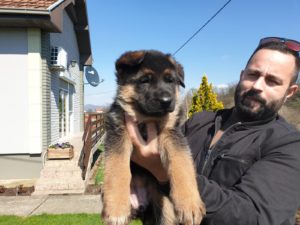Nemački ovčar štenci Slika 3