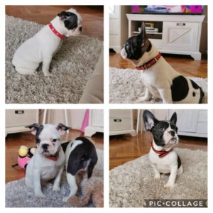 Francuski buldog štenci Slika 10