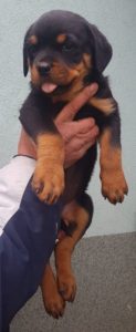Rotvajler štenci Slika 2 Rotvajler štenci Slika 2