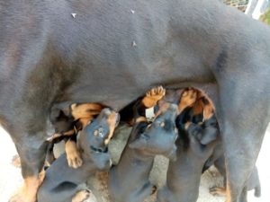 Doberman, stenci Slika 7