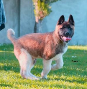 Američka akita štenci Slika 2 Američka akita štenci Slika 2