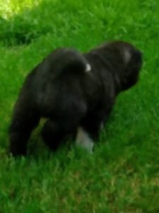 Američka akita štenci Slika 2 Američka akita štenci Slika 2