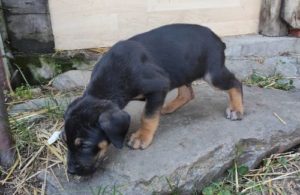 Srpski odbrambeni pas štenci Slika 7 Srpski odbrambeni pas štenci Slika 7