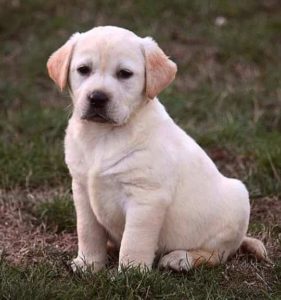 Labrador retriver, štenci Slika 4