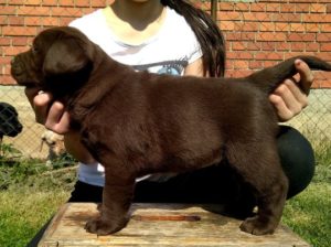 Žuti i čokoladni LABRADORI Slika 4