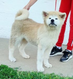 Japanska AKITA INU Slika 5