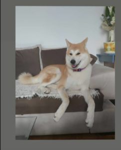 JAPANSKA AKITA INU poslednji stenci Slika 5
