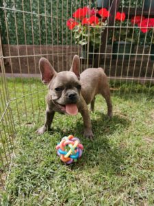 Francuski buldog štenci Slika 4 Francuski buldog štenci Slika 4