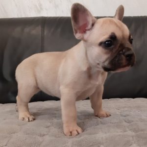 Francuski buldog stenci Slika 1 Francuski buldog stenci Slika 1
