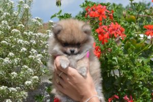 Pomeranac štenci Slika 3 Pomeranac štenci Slika 3