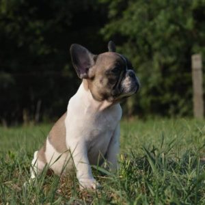 Francuski buldog Slika 8