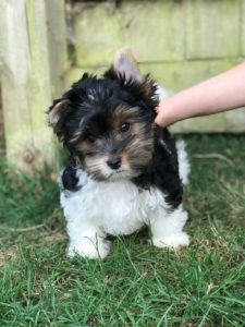 Slatki muški i ženski štenci za čaj Yorkie na prodaju Slika 2 Slatki muški i ženski štenci za čaj Yorkie na prodaju Slika 2