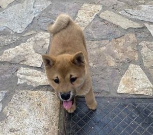Shiba inu Slika 1 Shiba inu Slika 1