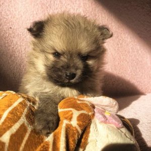 Pomeranac stenci Slika 1 Pomeranac stenci Slika 1