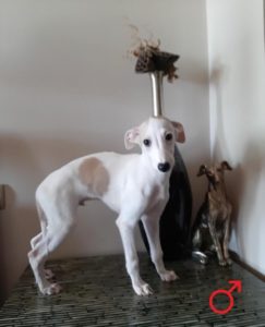 Stenci Vipeta / Whippet Slika 3