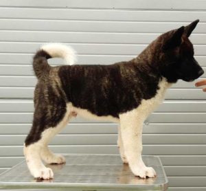 Americka Akita, stenci Slika 1 Americka Akita, stenci Slika 1