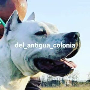 Dogo Argentino, stenci Slika 1 Dogo Argentino, stenci Slika 1