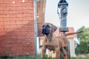 Presa Canario štenci Slika 2 Presa Canario štenci Slika 2