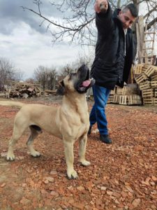 Presa Canario štenci Slika 8 Presa Canario štenci Slika 8
