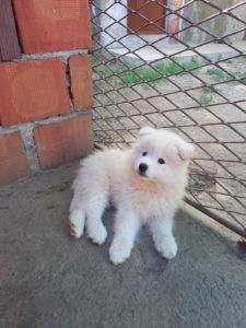 Samojed štenci Slika 7 Samojed štenci Slika 7
