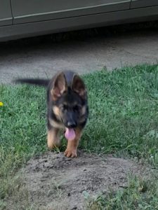 Nemački ovčar štenci Slika 3 Nemački ovčar štenci Slika 3