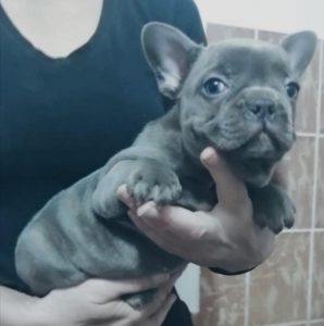 Francuski buldog stenci Slika 3 Francuski buldog stenci Slika 3
