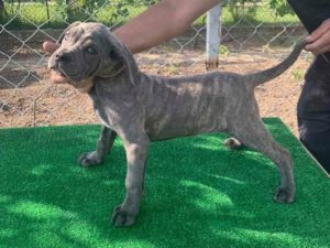 Cane Corso, štenci Slika 1 Cane Corso, štenci Slika 1