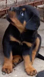 Rottweiler, štenci Slika 1 Rottweiler, štenci Slika 1