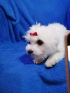 Maltezer Slika 3 Maltezer Slika 3