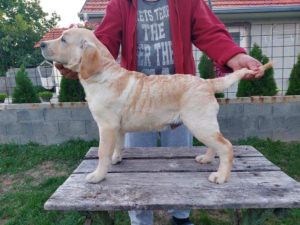 Štenci LABRADORA Slika 3