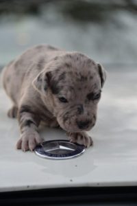 PITBUL štenci Slika 10 PITBUL štenci Slika 10