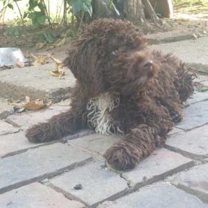 Lagotto Romagnolo, štenci Slika 2