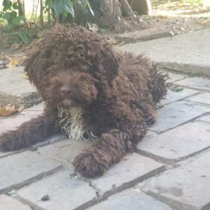 Lagotto Romagnolo, štenci Slika 3