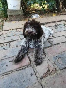 Lagotto Romagnolo, štenci Slika 4
