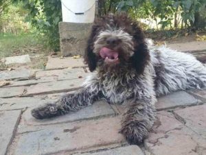 Lagotto Romagnolo, štenci Slika 5