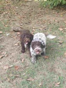 Lagotto Romagnolo, štenci Slika 6