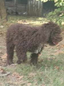 Lagotto Romagnolo, štenci Slika 7