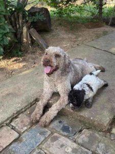 Lagotto Romagnolo, štenci Slika 8