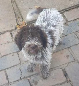 Lagotto Romagnolo, štenci Slika 9