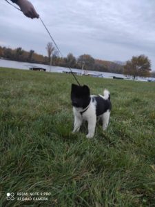 Americka akita Slika 1