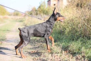 Doberman ženka Slika 2