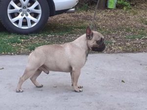 Francuski buldog, zreli psi Slika 7 Francuski buldog, zreli psi Slika 7