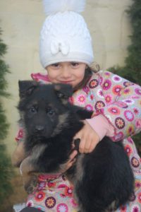 Nemački ovčar – vrhunska štenad Slika 5