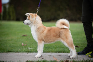 Akita inu, štenci vrhunskog kvaliteta Slika 1